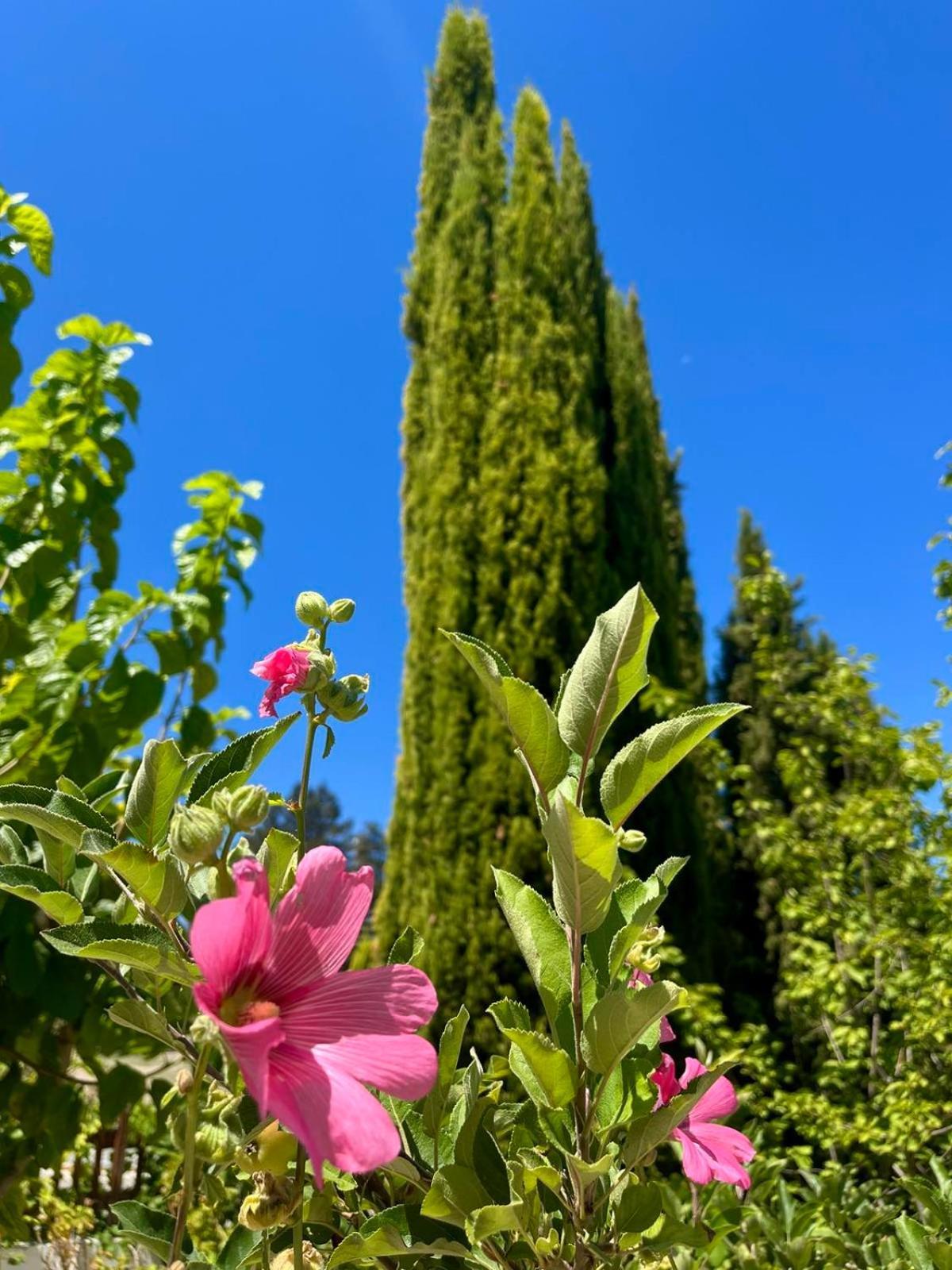 Demelida Villa Tsadha Dış mekan fotoğraf
